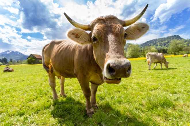 nature animal agriculture cow